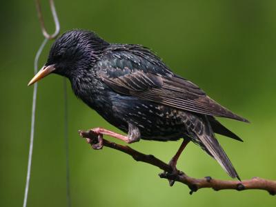 tourneau sansonnet - European starling