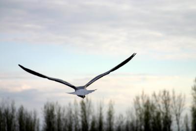 Goland  bec cercl - ring-billed gull