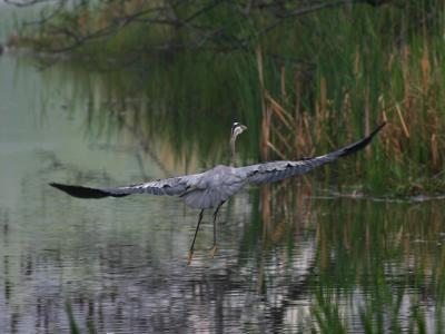 Grand hron - Great blue heron