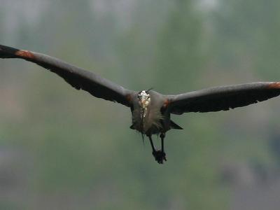 Grand hron - Great blue heron