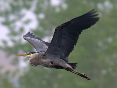 Grand héron - Great blue heron