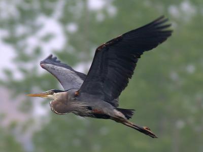 Grand hron - Great blue heron