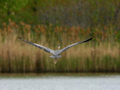 Grand hron - Great blue heron