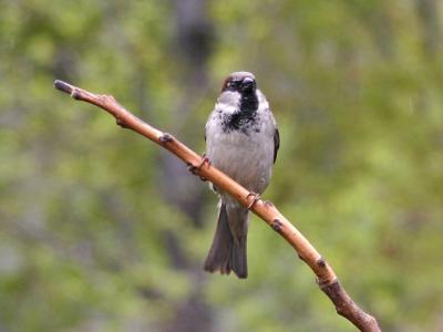 Moineau domestique - House sparrow