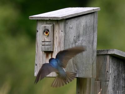 Hirondelle bicolore - Tree swallow