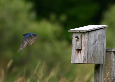Hirondelle bicolore - Tree swallow