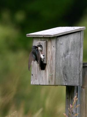 Hirondelle bicolore - Tree swallow