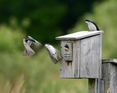 Hirondelle bicolore - Tree swallow