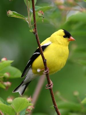 Chardonneret jaune - American goldfinch