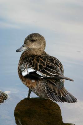 Canard d'amrique - American wigeon