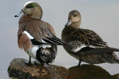 Canard d'amrique - American wigeon