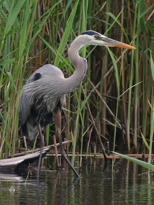 Grand héron - Great blue heron