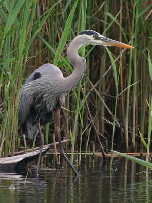 Grand hron - Great blue heron