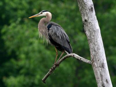 Grand héron - Great blue heron