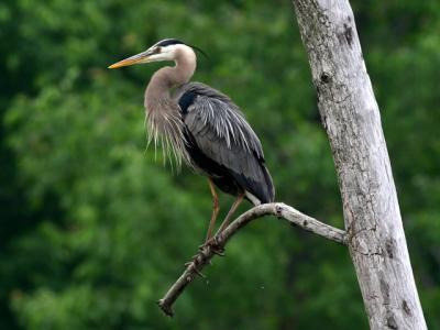 Grand hron - Great blue heron