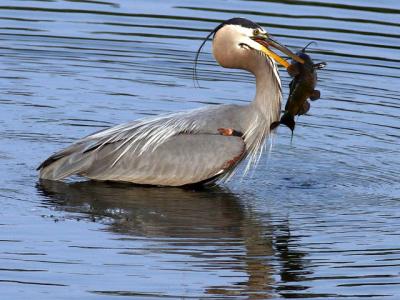 Grand hron - Great blue heron