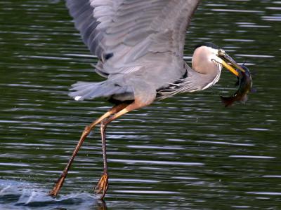 Grand hron - Great blue heron