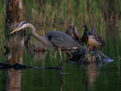 Grand hron - Great blue heron