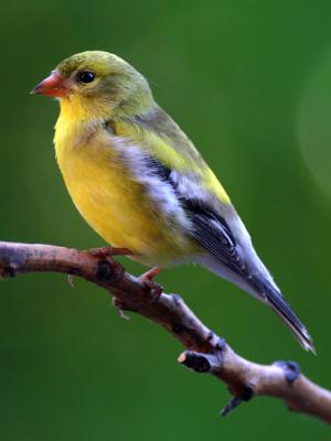 Chardonneret jaune - American goldfinch