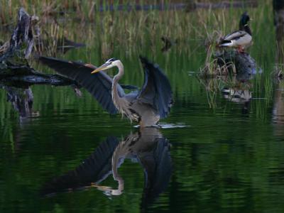 Grand héron - Great blue heron