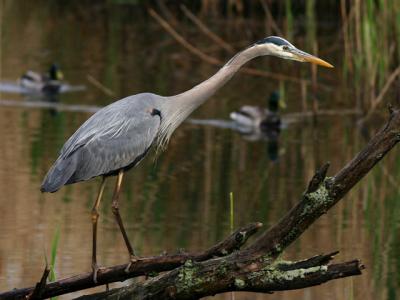 Grand héron - Great blue heron