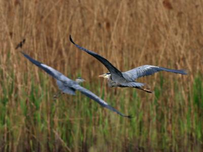 Grand héron - Great blue heron
