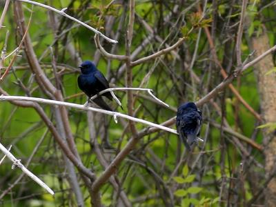 Hirondelle noire - Purple Martin