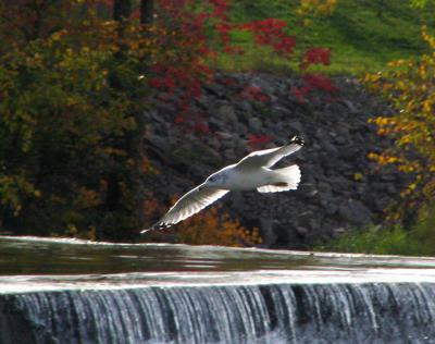 Goland  bec cercl - ring-billed gull