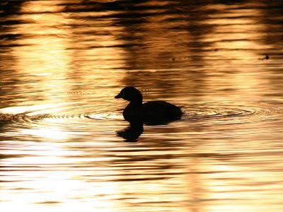 Grbe  bec bigarr - Pied-billed grebe