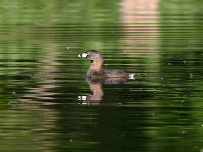 Grèbe à bec bigarré - Pied-billed grebe