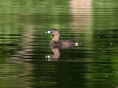 Grbe  bec bigarr - Pied-billed grebe