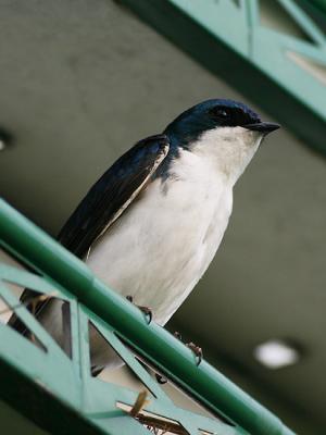 Hirondelle bicolore - Tree swallow