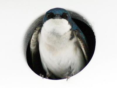 Hirondelle bicolore - Tree swallow