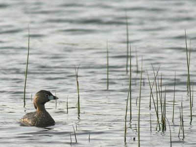 Grbe  bec bigarr - Pied-billed grebe