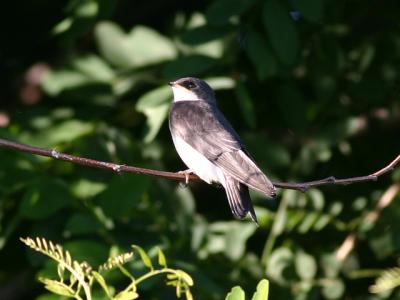 Hirondelle bicolore - Tree swallow