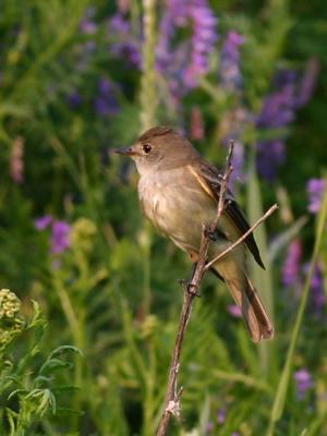 Moucherolle des saules - Flycatcher