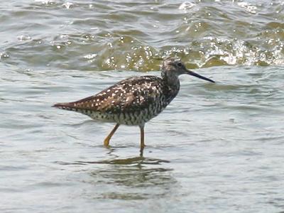 Grand chevalier - Greater Yellowlegs