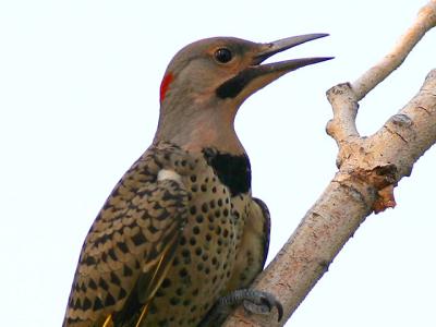 Pic flamboyant - Northern flicker