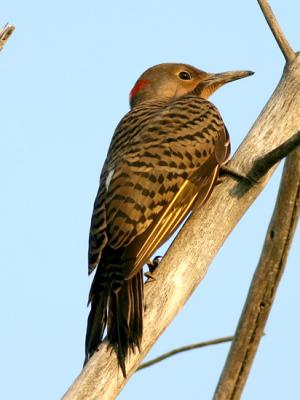 Pic flamboyant - Northern flicker