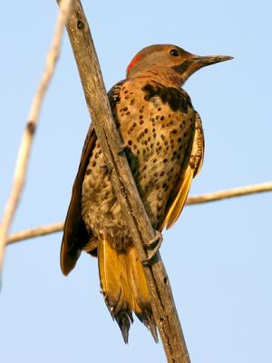 Pic flamboyant - Northern flicker