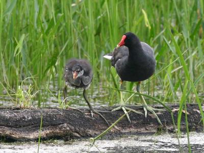 Gallinule (poule d'eau) - Common moorhen