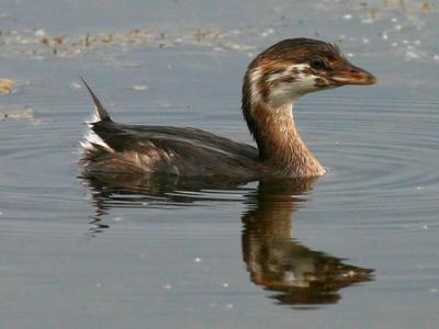 v3/23/510323/3/46699914.grebe640IMG_7485.jpg