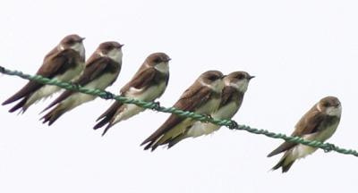Hirondelle de rivage - Bank swallow