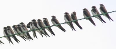 Hirondelles de rivage - Bank swallow