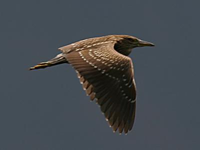 Bihoreau gris - Black-crowned night heron