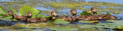 Canards