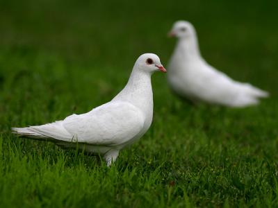 Colombe - Dove