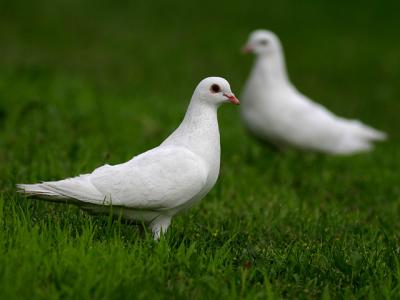 Colombe - Dove