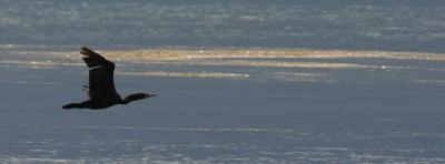 v3/23/510323/3/46994296.cormoran640IMG_7867.jpg
