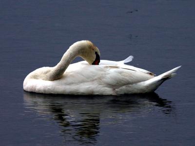 Cygne tubercul - Mute swan